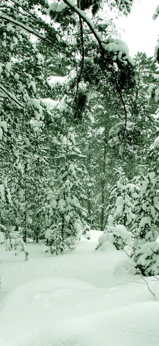 wood, trees, winter, st petersburg, sestroretsk, colors