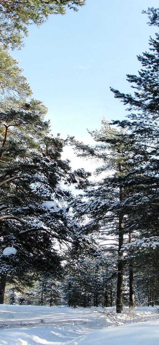 wood, trees, winter, st petersburg, sestroretsk, from below