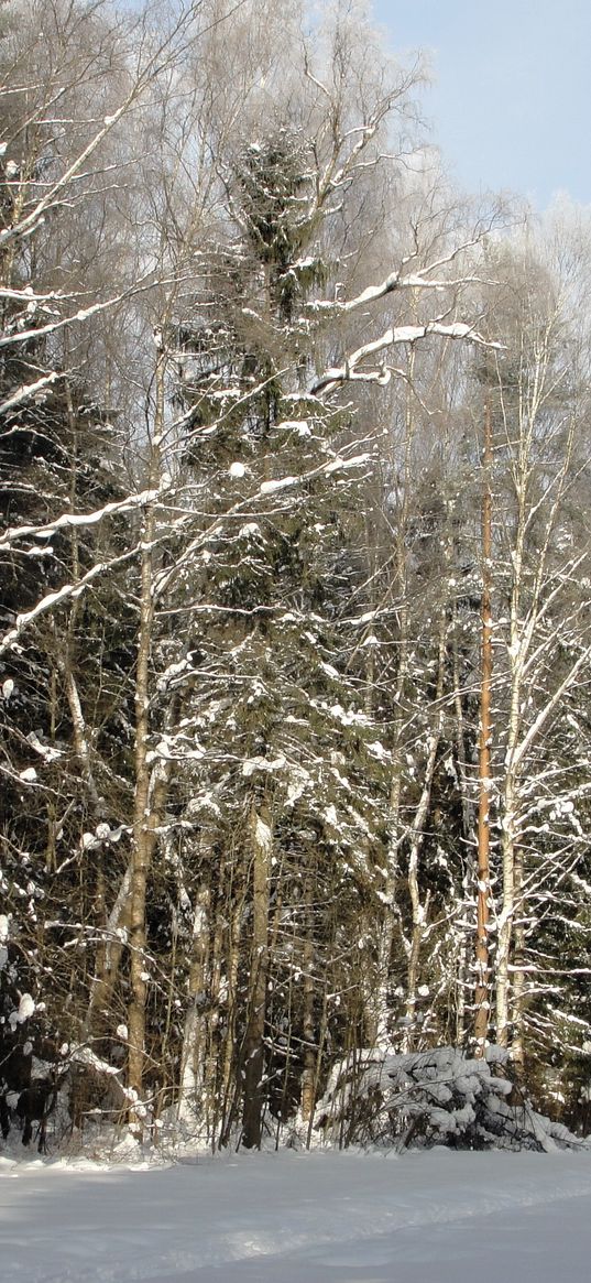 wood, trees, winter, st petersburg, pavlovsk, expensive