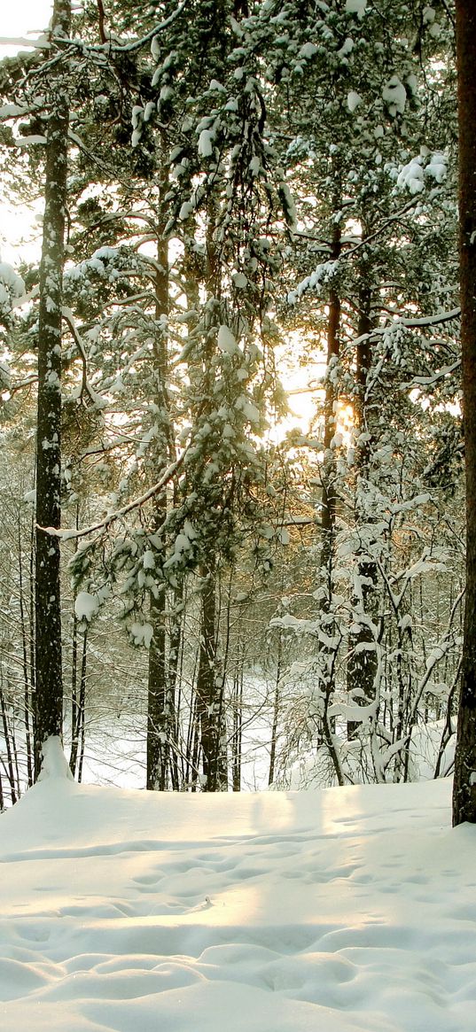 wood, trees, winter, st petersburg, sestroretsk, road, trunks