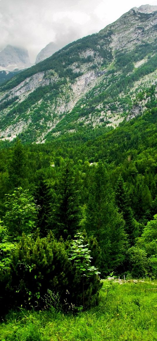 slovenia, mountains, wood, trees, cloudy