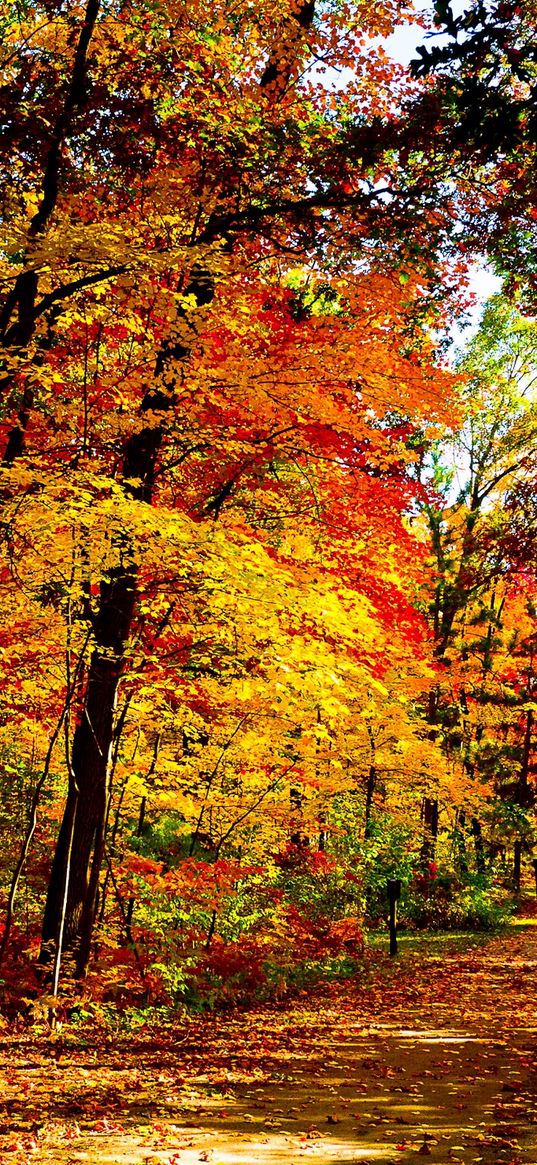 usa, wisconsin, wood, autumn, trees, leaf fall, brightly, expensive