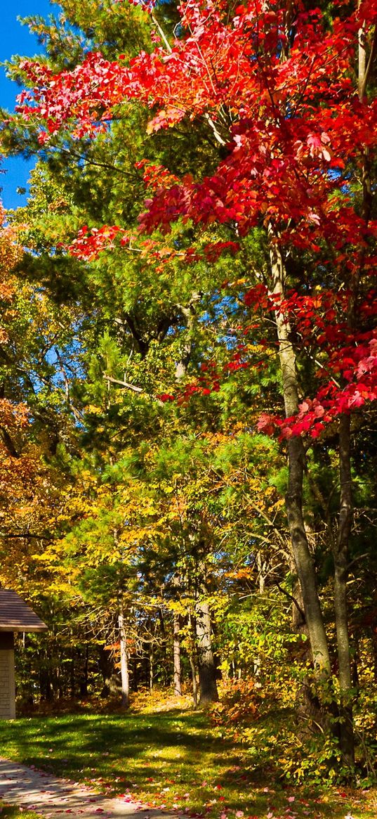 usa, wisconsin, leyk mils, lodge, wood, autumn, clearly, path, trees