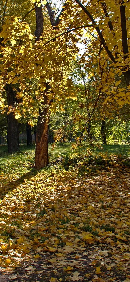 ukraine, dnepropetrovsk, wood, leaf fall, girl, shadows