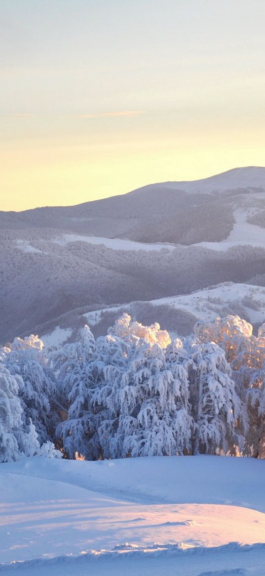 ukraine, carpathians, trees, winter, snow, fir-trees, weight