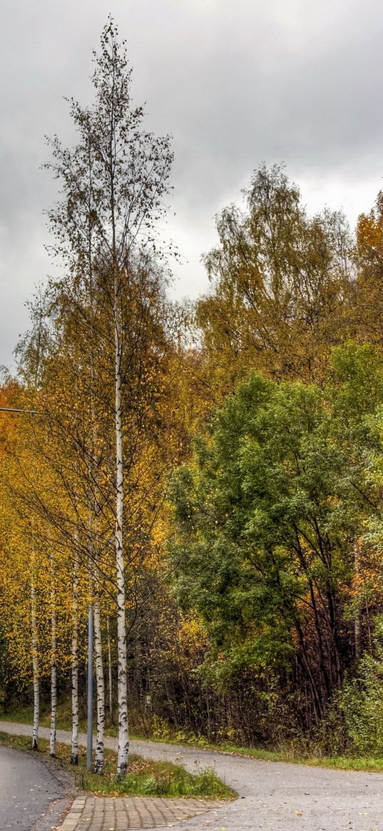 finland, road, wood, asphalt, trees, autumn, cloudy, car