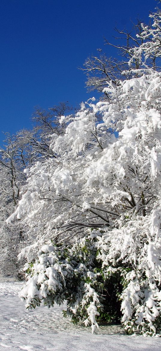 france, velizi-vilakubl, trees, hoarfrost, snow, winter, clearly