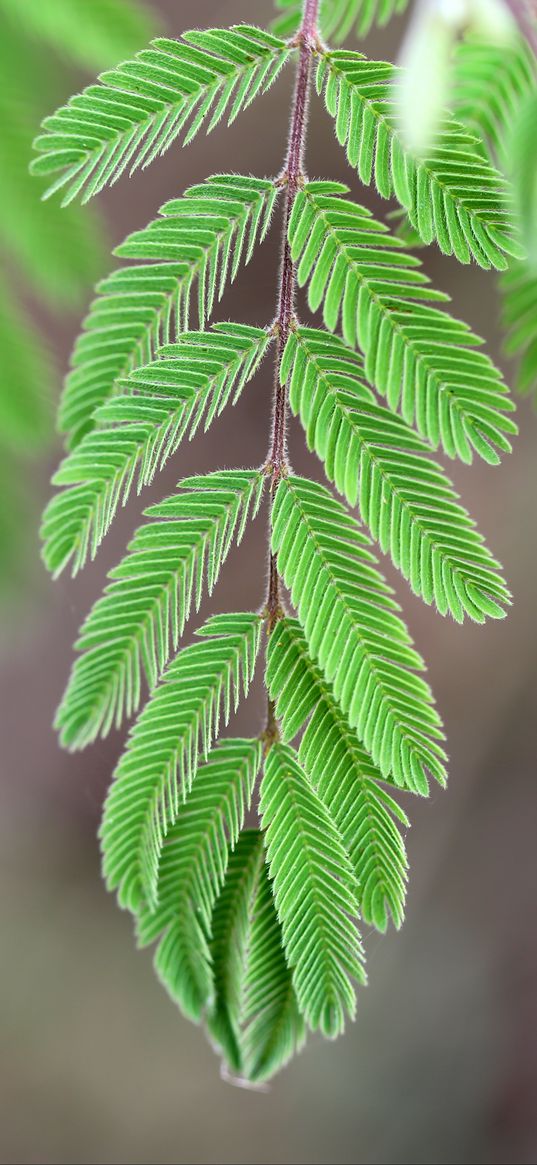 mimosa, leaves, macro, blur, green