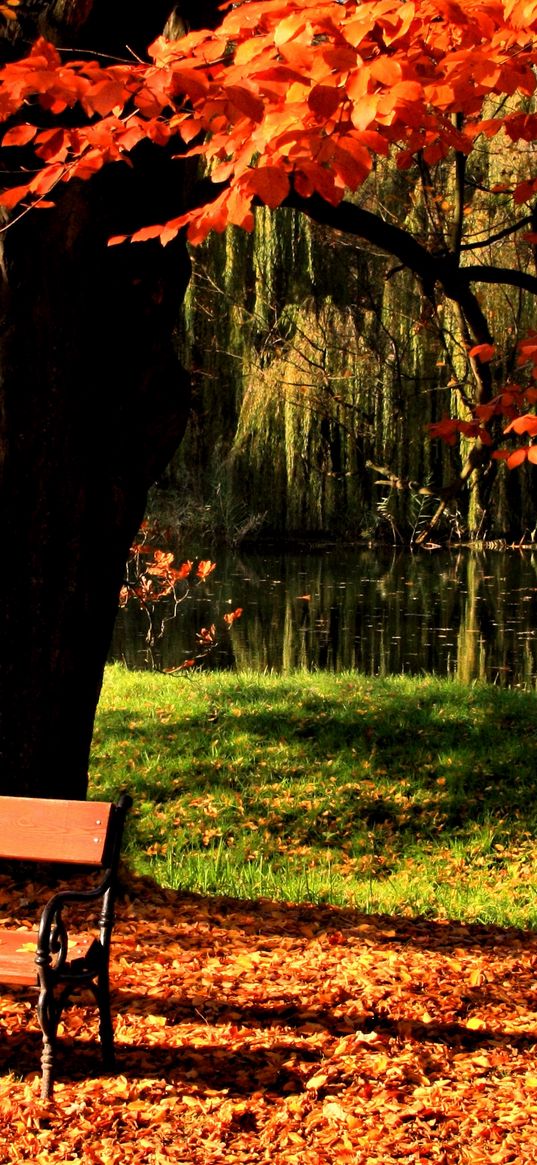 bench, park, tree, autumn, lake, light, lawn