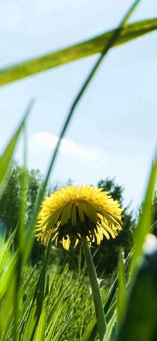 dandelion, patches of light, grass, sun, light, summer