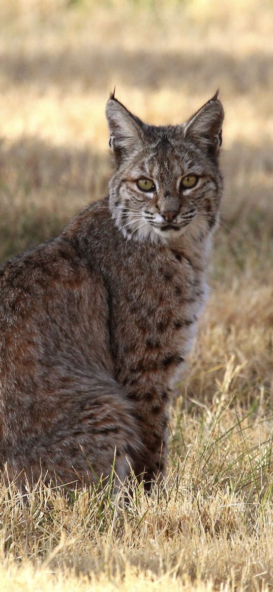 red lynx, lynx, predator, wildlife