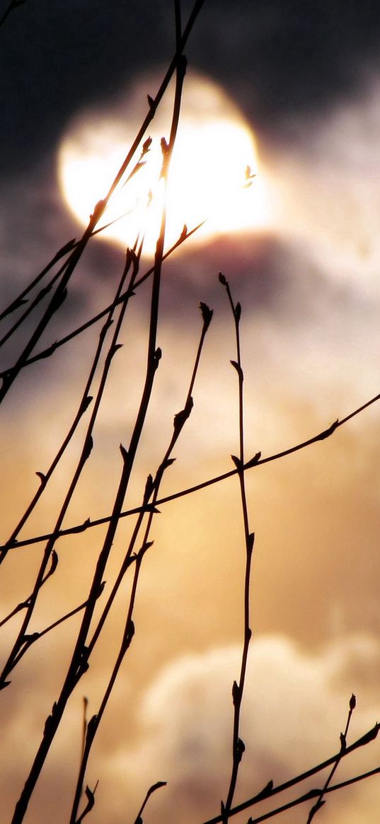 moon, branches, night, fog, kidneys, spring