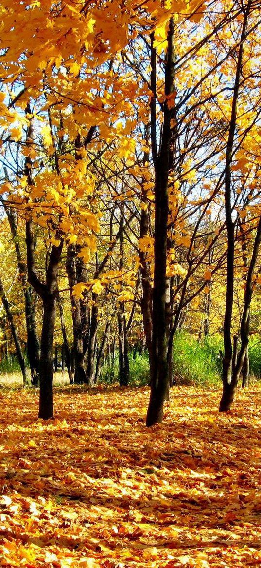 wood, autumn, young growth, leaf fall, shadows, park, avenue