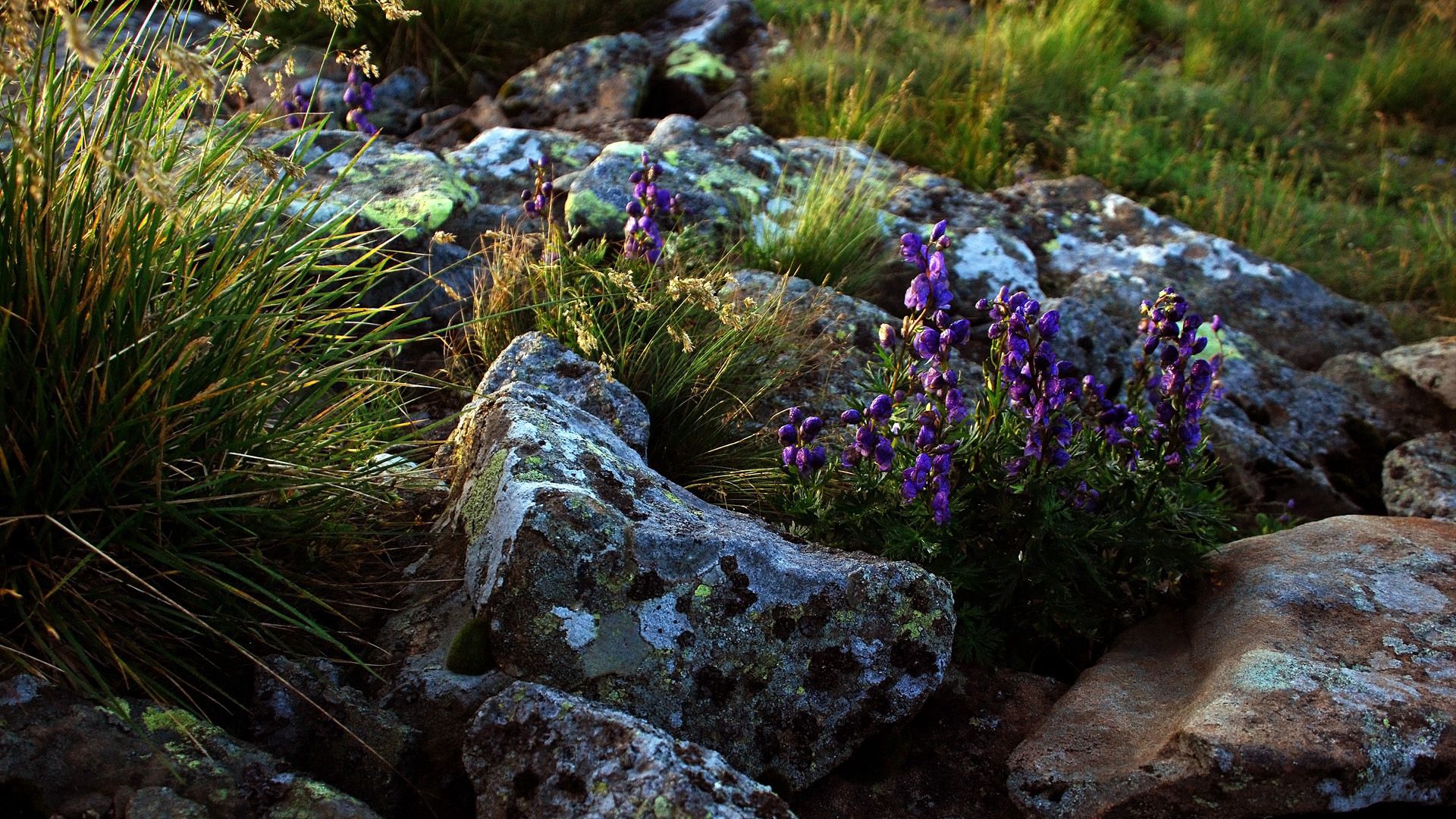 flowers, stones, lilac, grass, life