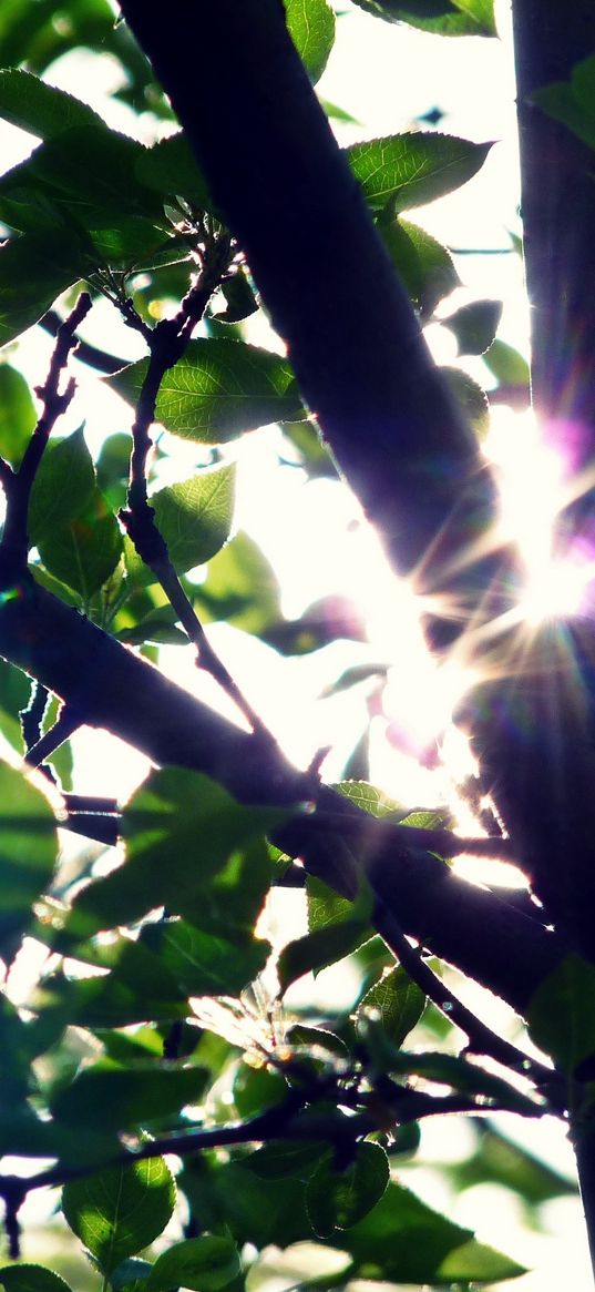 trunk, light, patches of light, leaves, tree