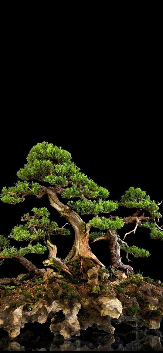 tree, bonsai, black background