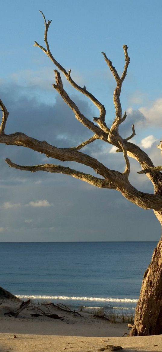 tree, dead, protected, naked, light, horizon