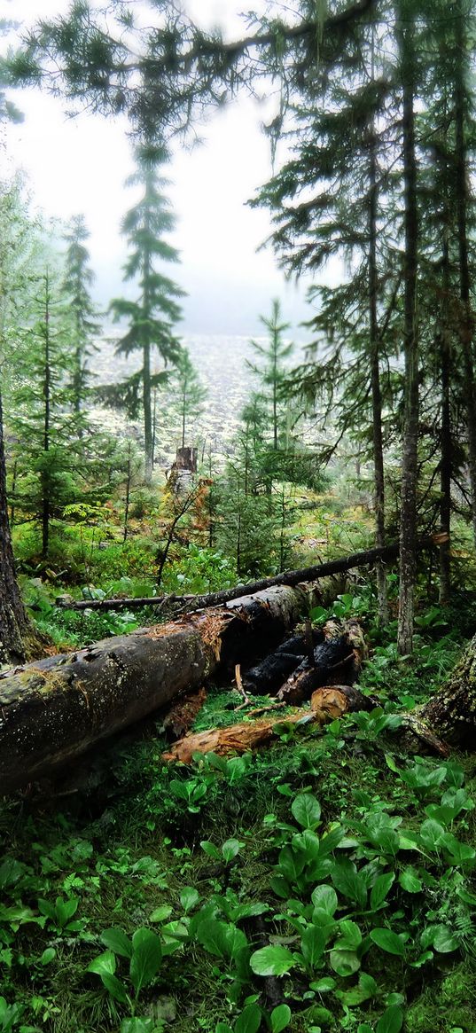 wood, trees, cutting down, trunks