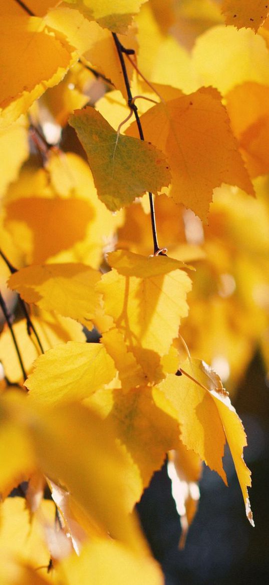 birch, leaves, autumn, yellow, october