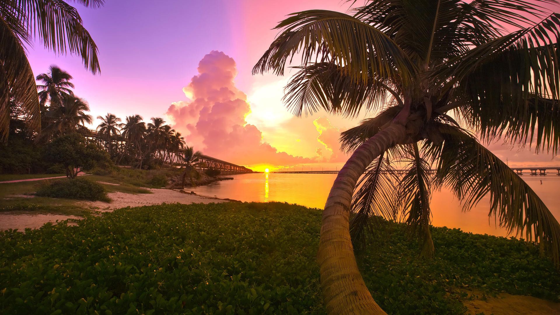 palm tree, decline, coast, trunk, arch, evening