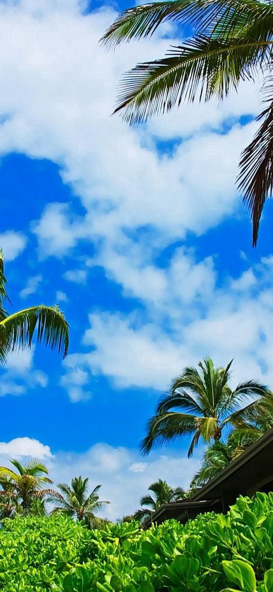 palm trees, sky, clouds, brightly, from below