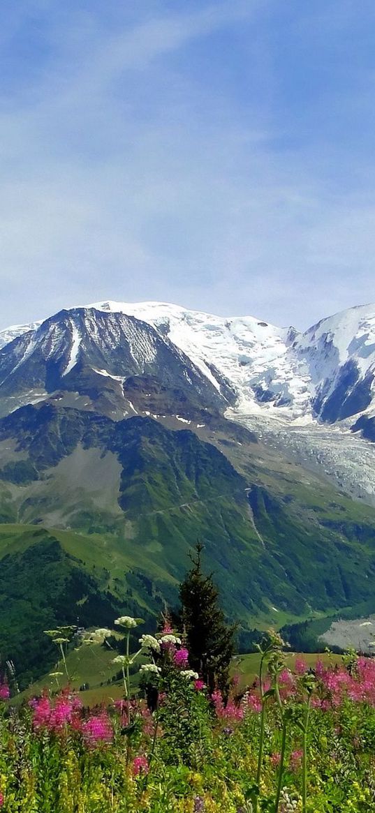 mountains, alps, flowers, tops, freshness, summer