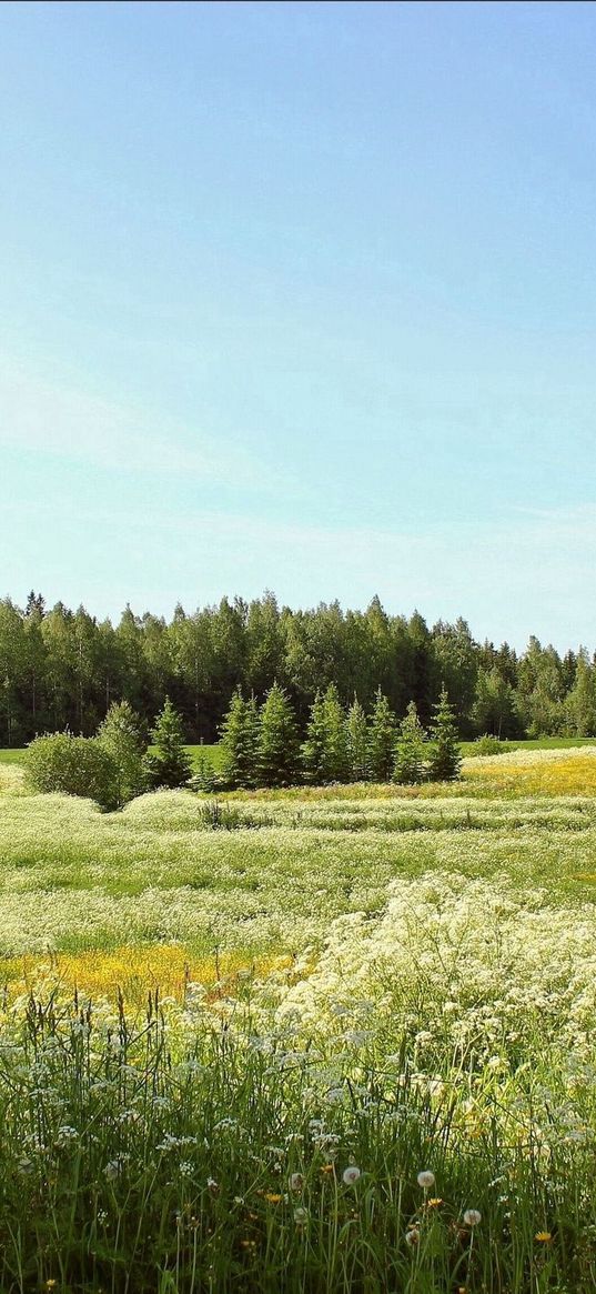 flowers, field, summer, fir-trees, sky, dandelions, june