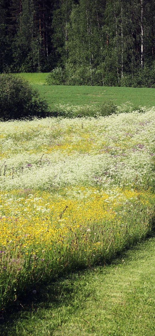 field, herbs, flowers, summer, trees, path, june