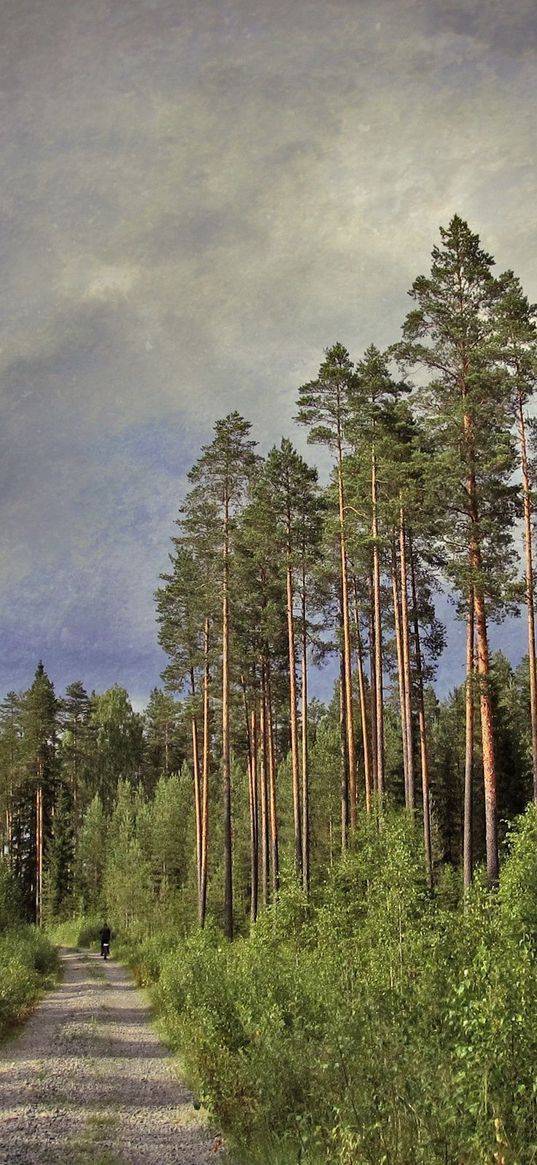 road, trees, pines, high, trunks, clouds, person, silhouette, cyclist