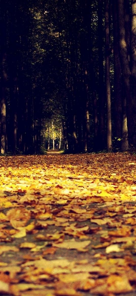 leaves, autumn, avenue, darkness