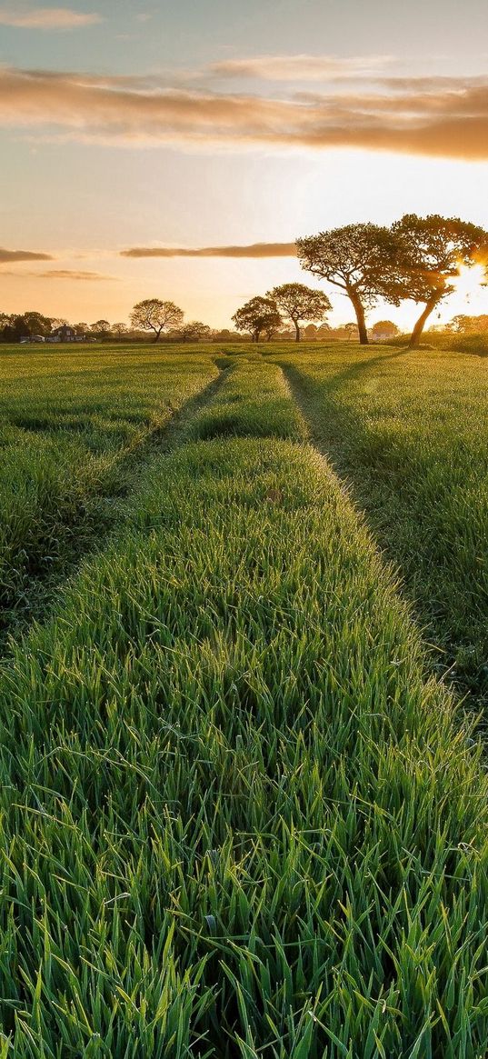 field, grass, juicy, road, traces, clouds, sky, tree, summer, evening, decline