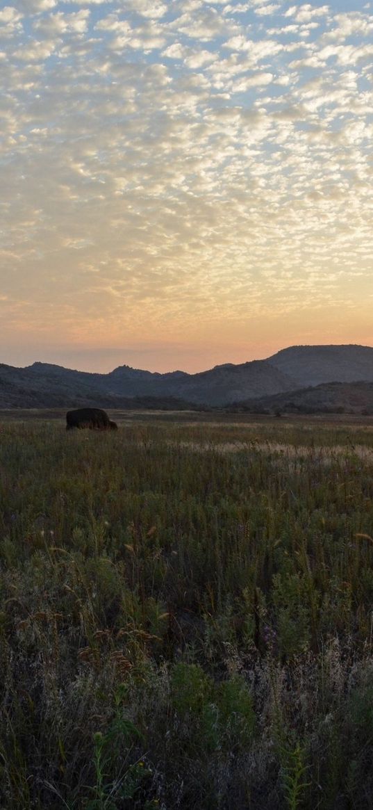 decline, clouds, peryevy, field, light, orange, pasture