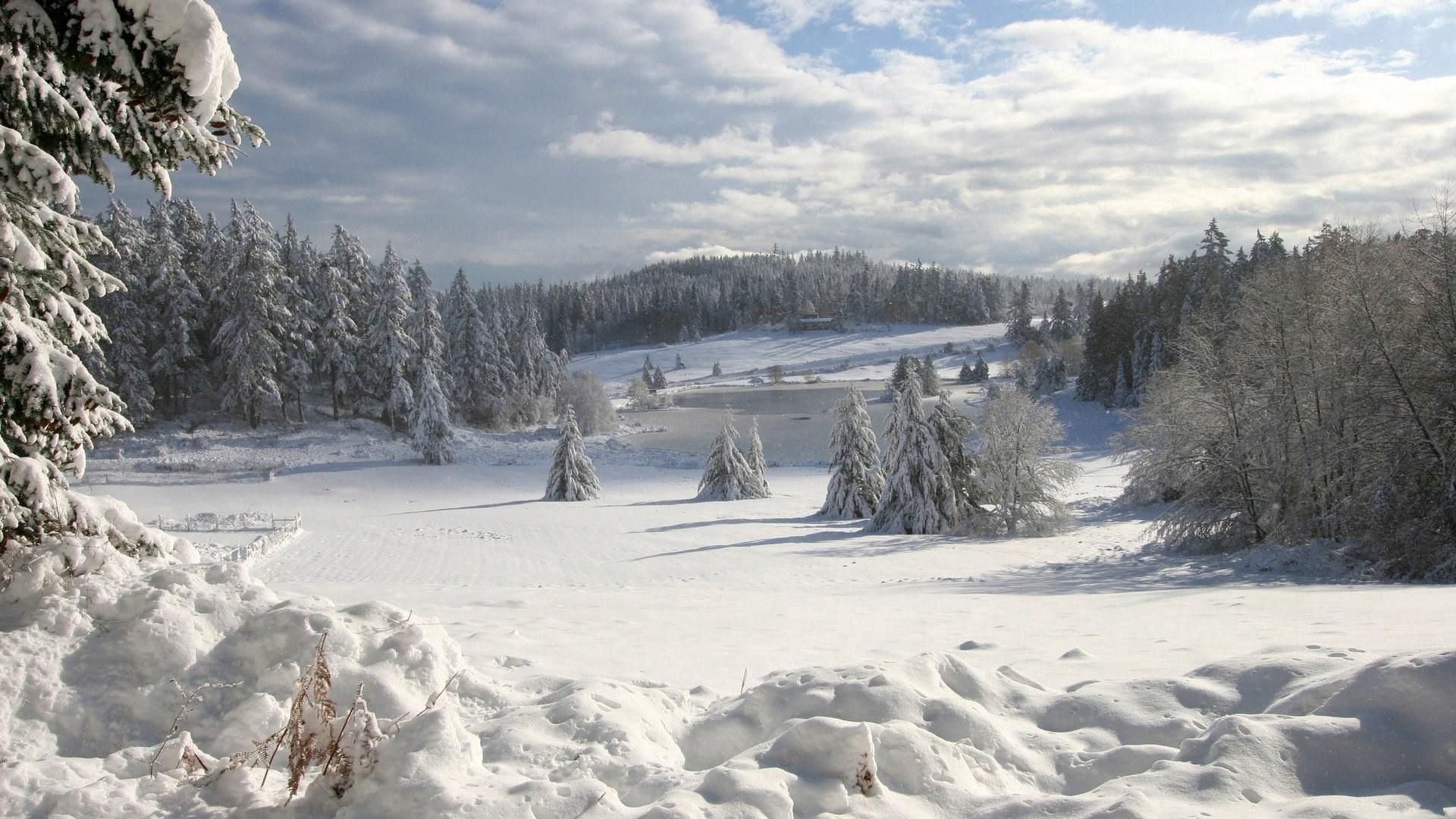 field, winter, snow, fir-trees, cover, attire, snowdrifts, clouds, sky, wood, friable