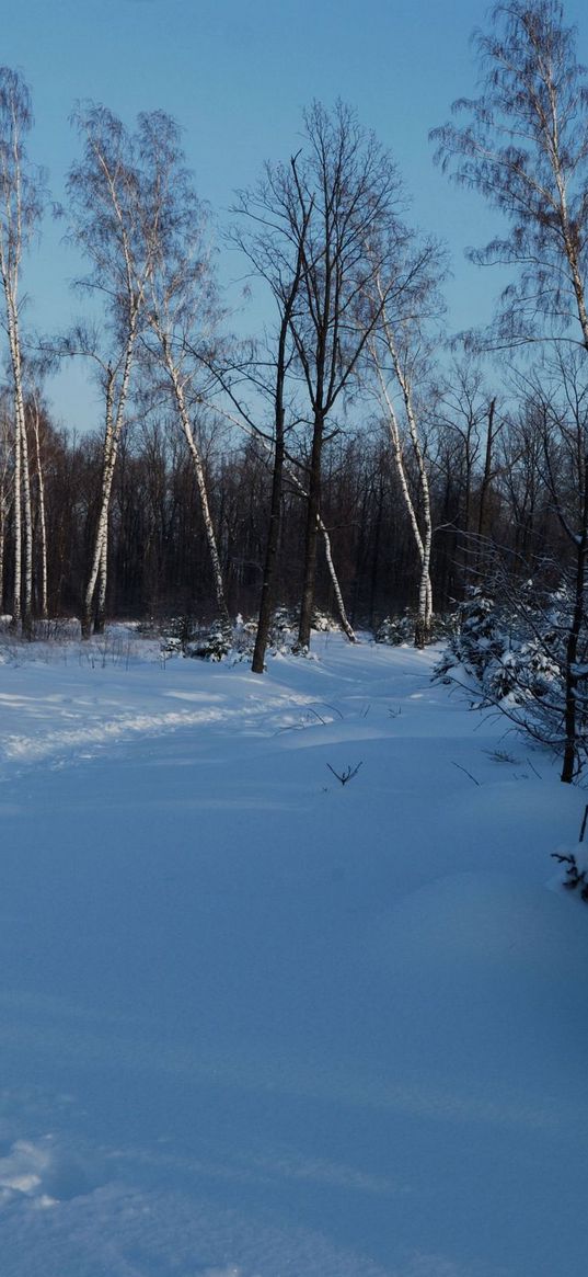 footpath, winter, birches, fir-trees, snow, twilight