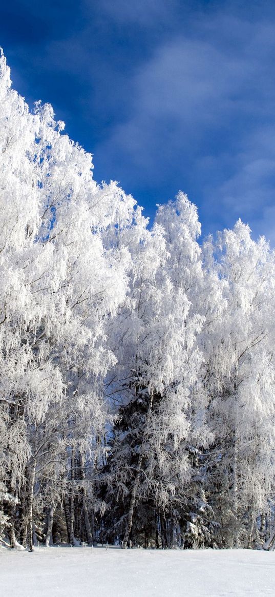 birch, snow, hoarfrost, winter, sky clear, glade, from below