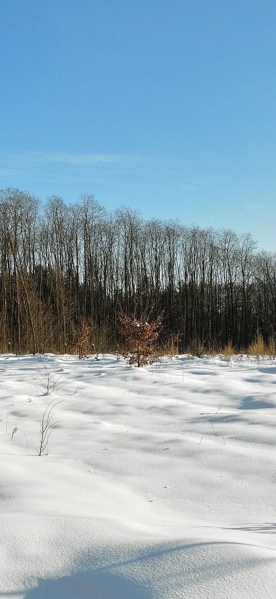 field, winter, snow, protection, trees, sky, azure, clearly, shadows, blades