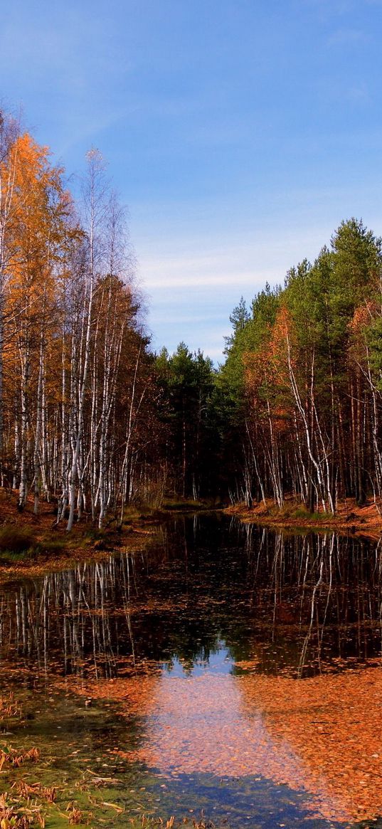 lake, autumn, trees, leaf fall, water, surface, sky, clearly, october, pool