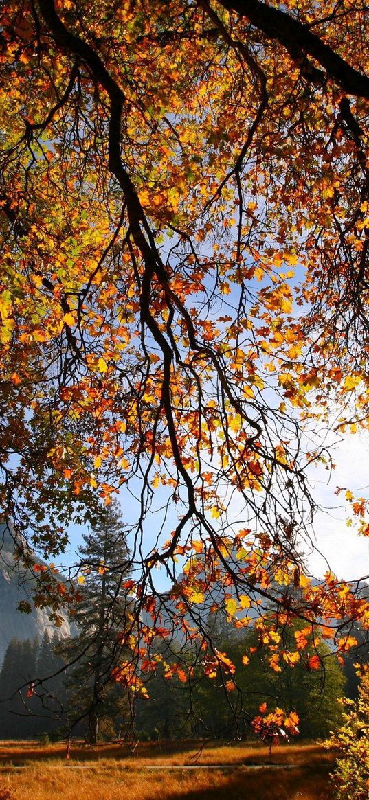 branch, tree, sun, autumn, leaves, yellow, gold, gleam