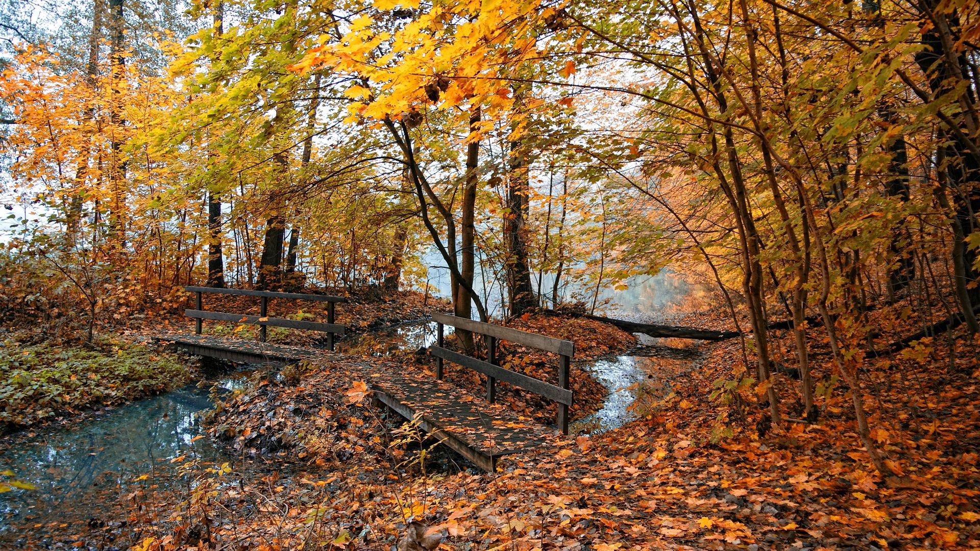 autumn, bridges, trees, wood, leaves, yellow, water