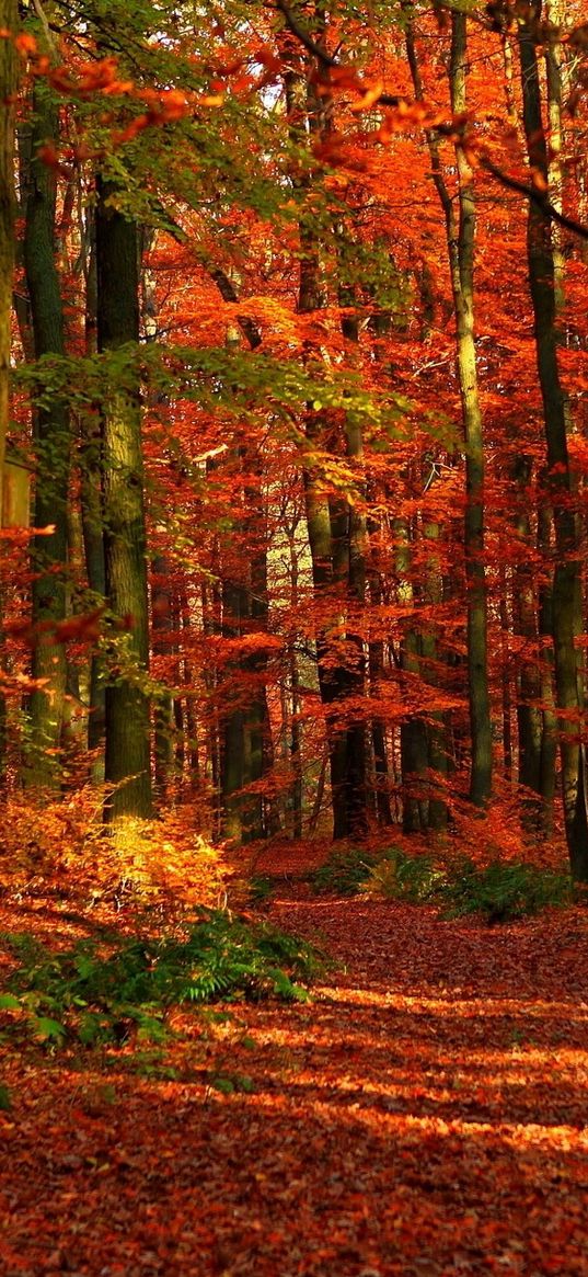 autumn, wood, leaves, trees, red, gleams