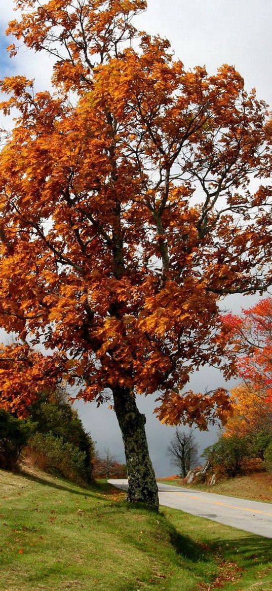 tree, road, bushes, asphalt, turn, autumn, slope, meadow, cloud