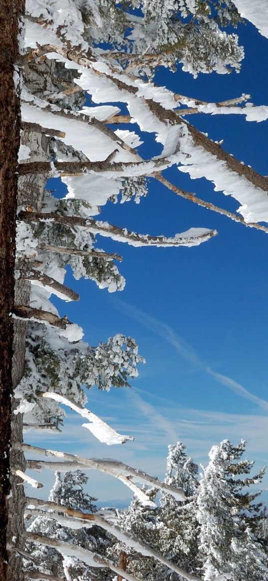 tree, branches, snow, sky, blue, winter, north, south, trunk