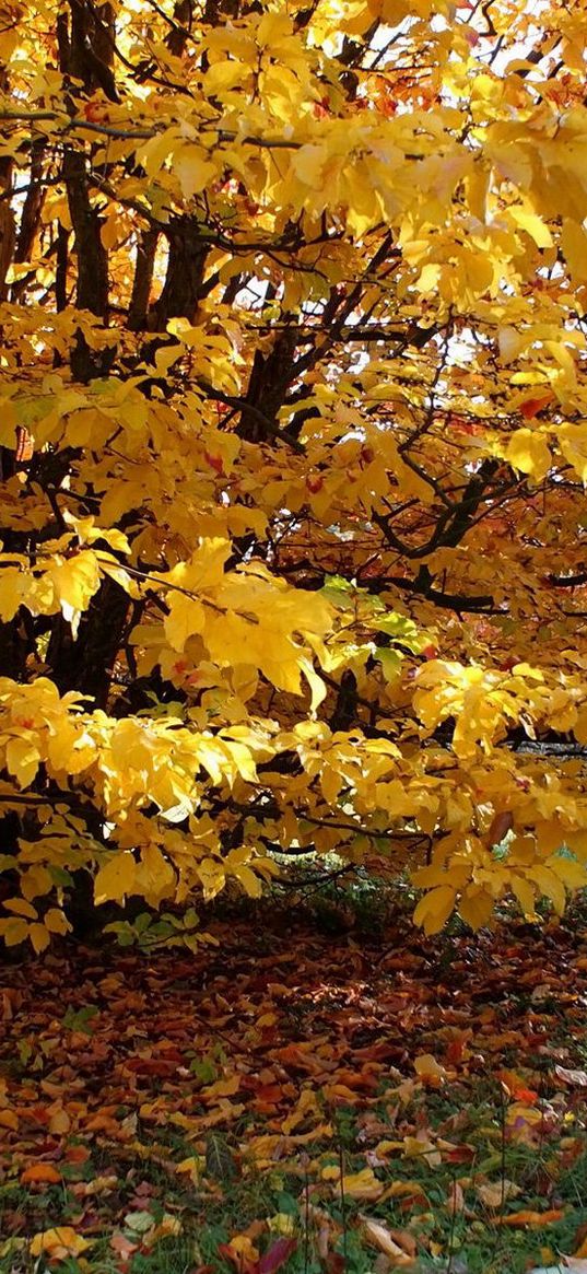 lodge, autumn, yard, tree, ivy, path, leaves, yellow