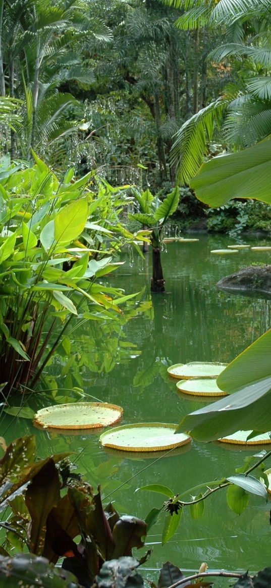 pond, vegetation, leaves, juicy, greens, flora