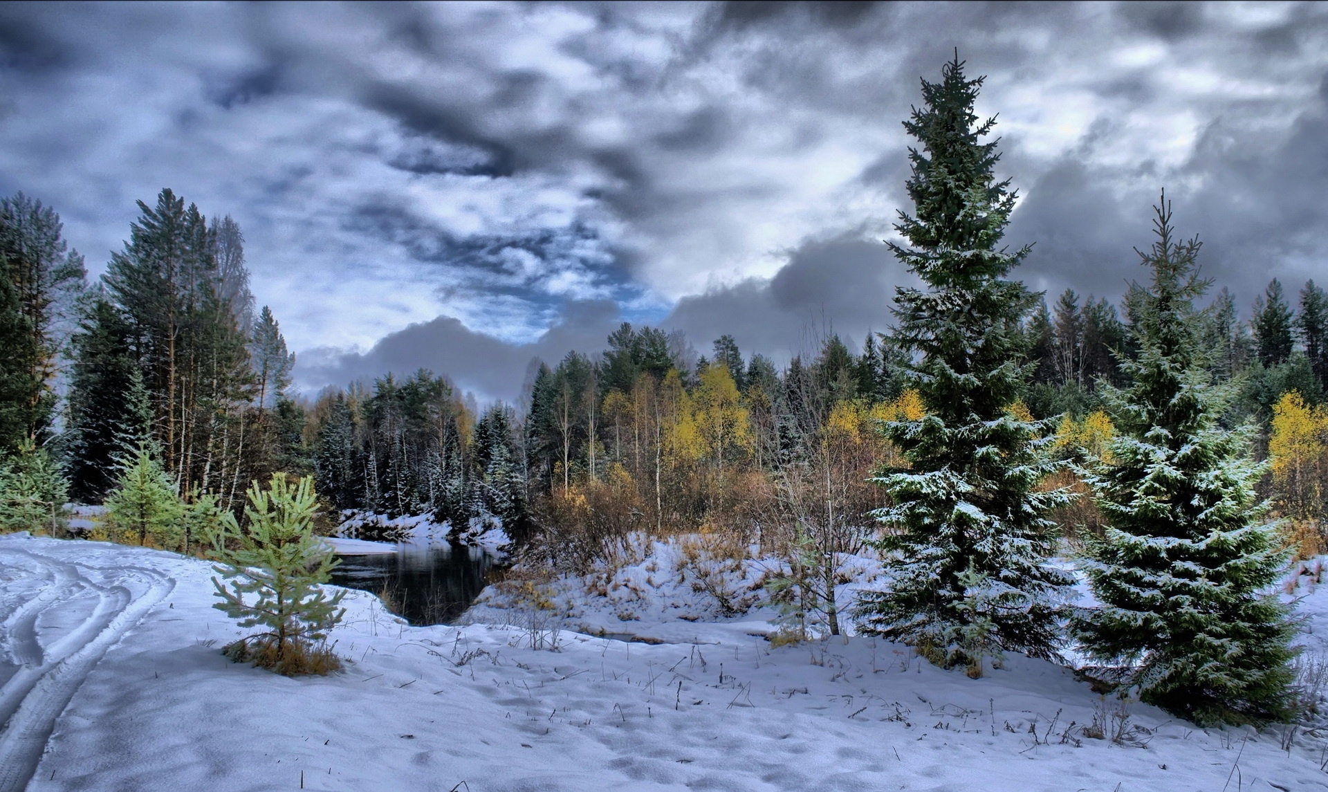 winter, snow, fir-trees, clouds, cloudy, trees, traces, protector