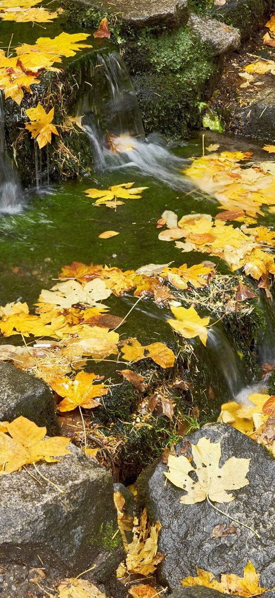 leaves, stream, thresholds, autumn, maple, cascade, current, stones, grass