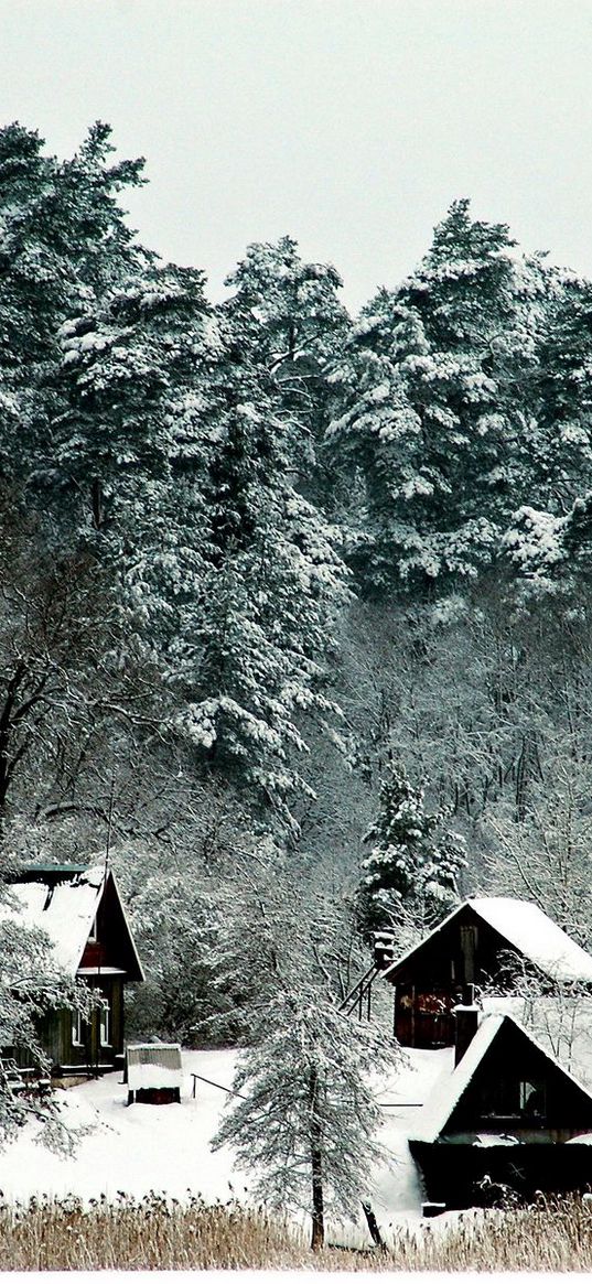 lodges, trees, mighty, winter, snow