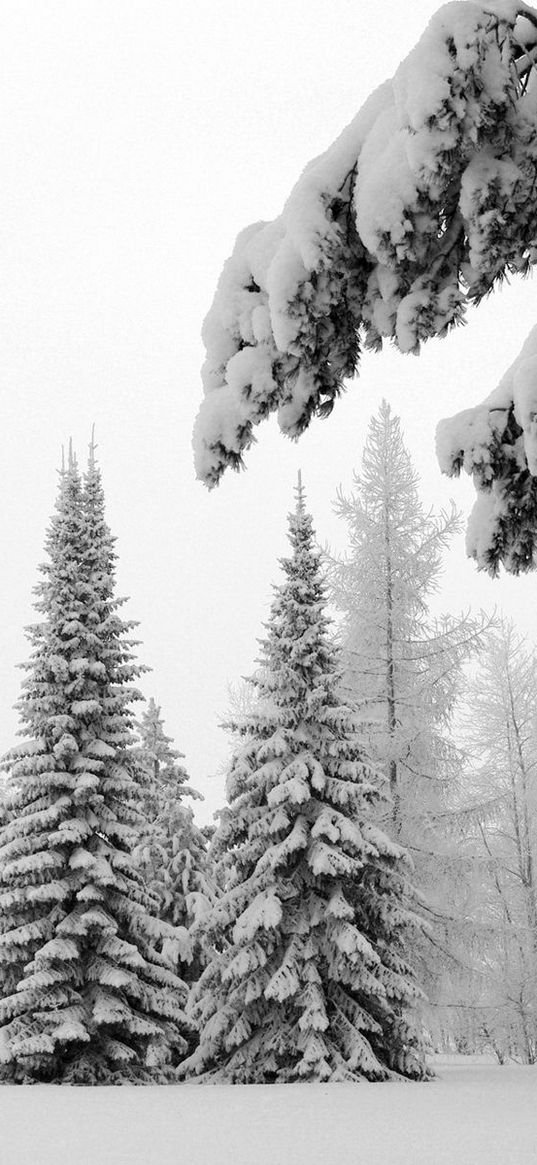 fir-trees, snow, winter, branches, weight, glade, hoarfrost, gray hair, white, landscape