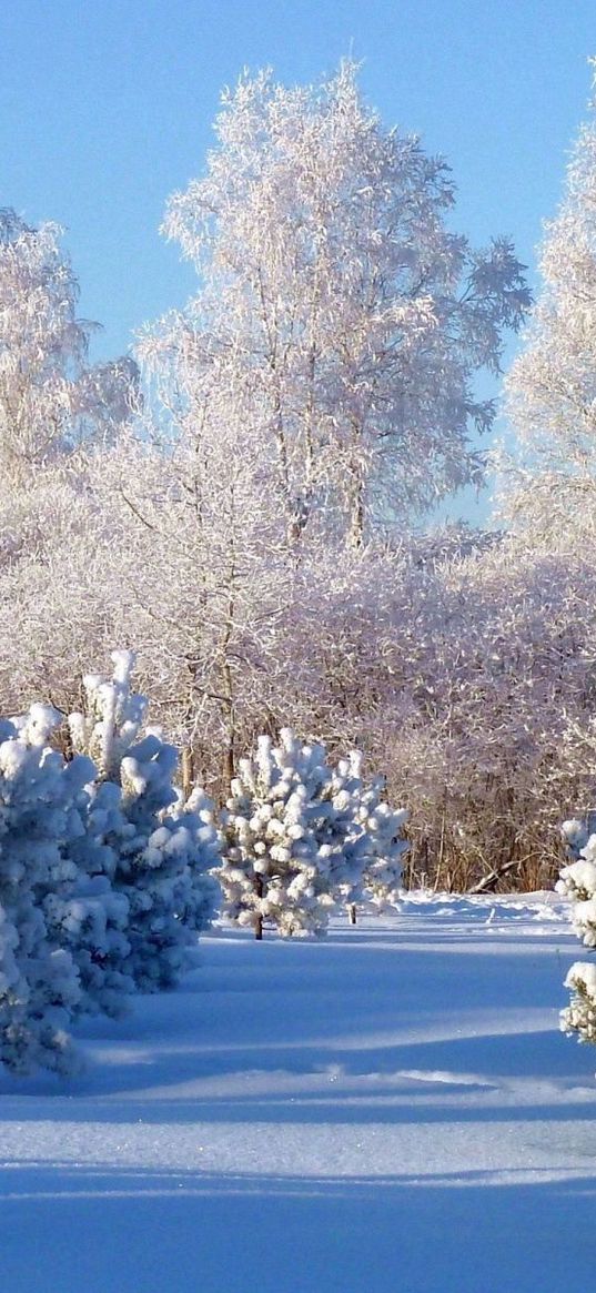 trees, hoarfrost, fir-trees, young growth, winter, snow, gray hair, snowdrifts, cover, white