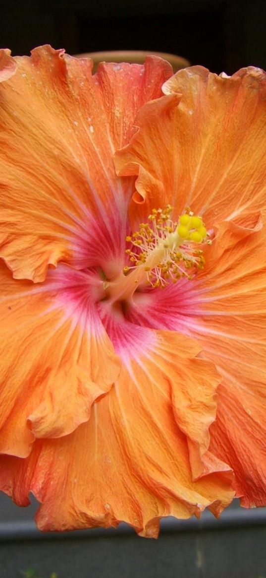 hibiscus, blossoms, orange, stamen, close-up